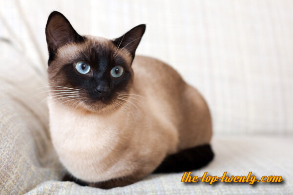 Siamese cat